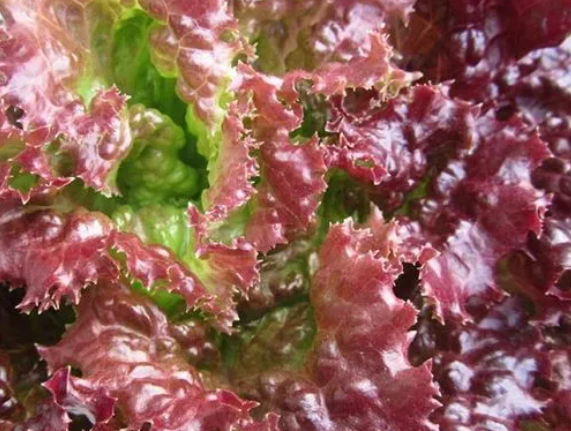 紫叶生菜的功效与作用 紫叶生菜的食用方法