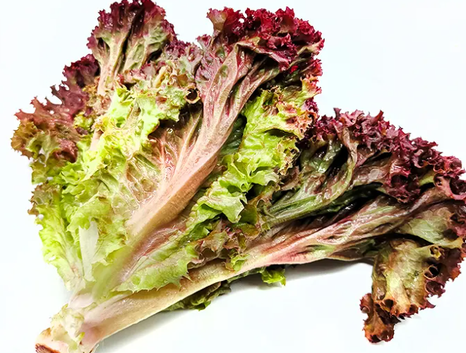 紫叶生菜是转基因吗 紫叶生菜营养与食用