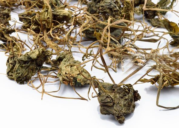 青天葵的功效和作用 青天葵可以退烧吗