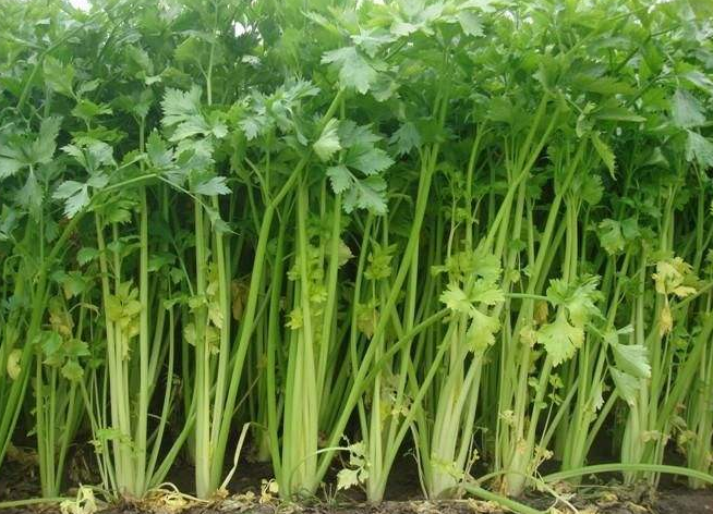 野芹菜的功效与作用 野芹菜的功效与作用及食用方法
