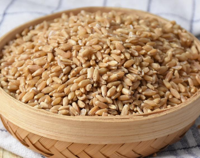 淮小麦的功效与作用及禁忌是什么 小麦仁的功效与作用及禁忌