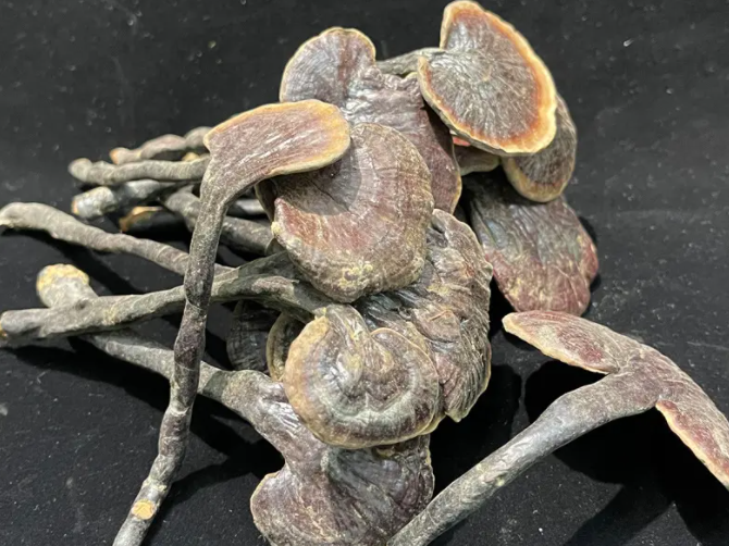 竹灵芝的功效与作用（竹灵芝的功效和吃法）