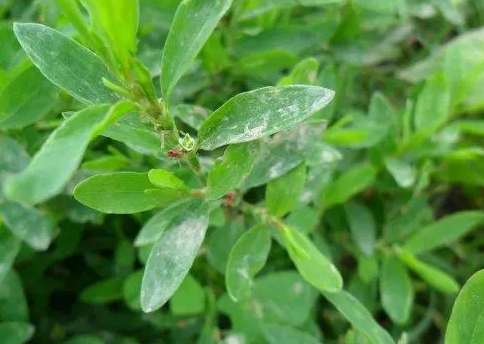 猪牙草有什么功效（猪牙草的功效与作用及禁忌）