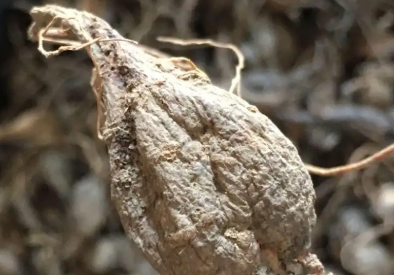 猪仔笠的功效与作用 猪仔笠的价格