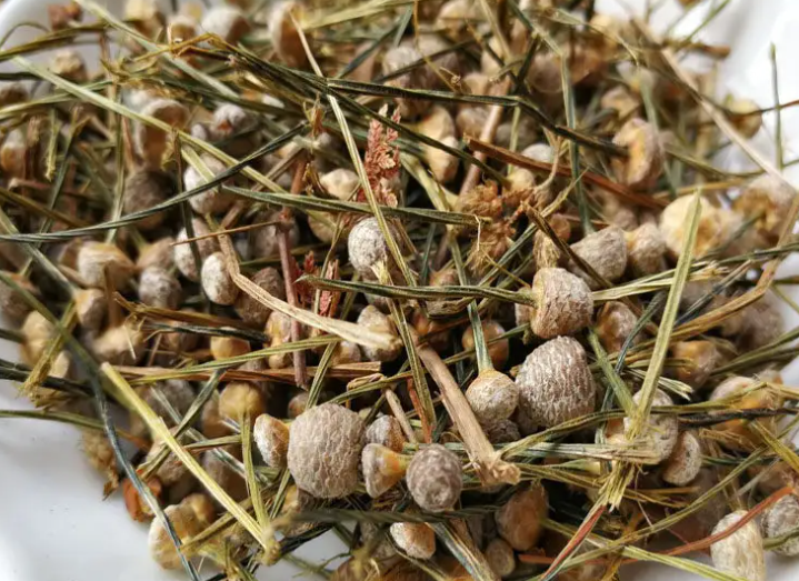 珍珠草的功效与作用 珍珠草能治什么病