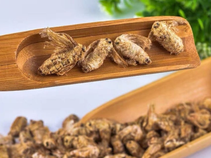 雄蚕蛾功效与作用 雄蚕蛾壮阳有多强