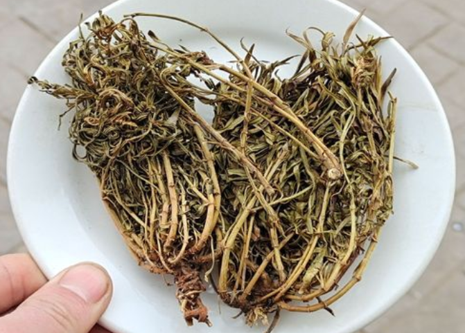 水灵芝的功效与作用 水灵芝和灵芝的区别