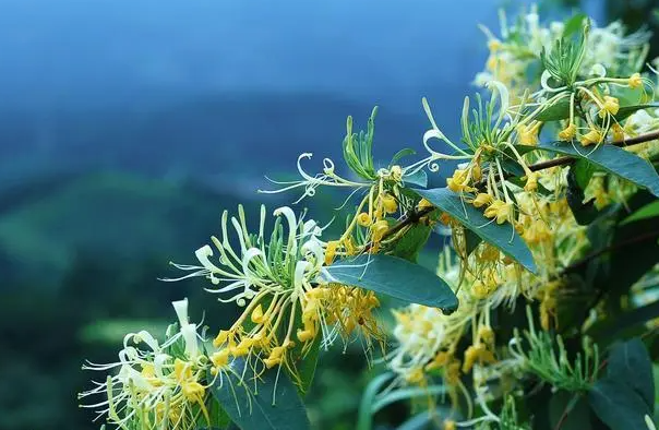 双花的功效与作用 双花的食用方法