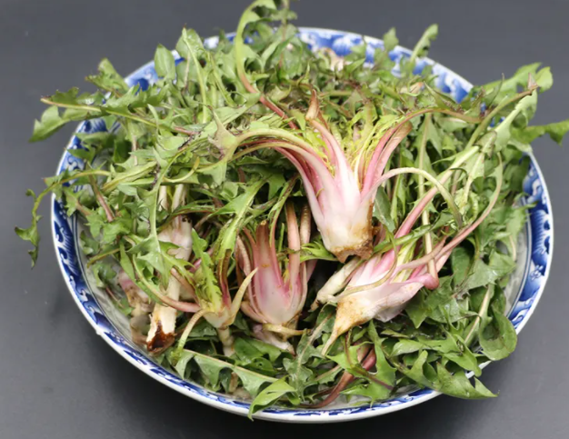 婆婆丁的吃法大全 婆婆丁的食用禁忌