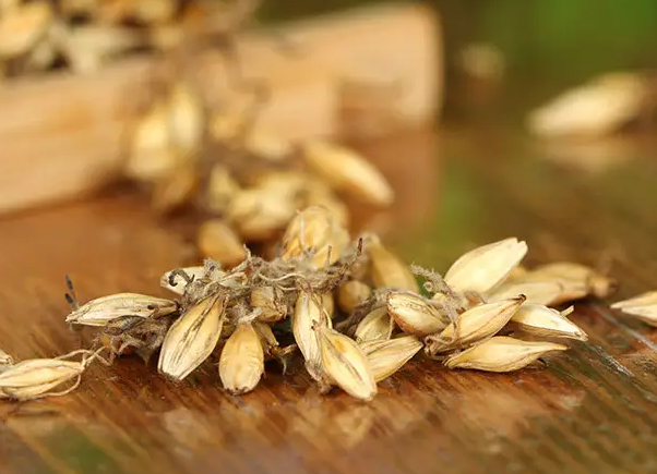 生麦芽的功效与作用 生麦芽的注意事项