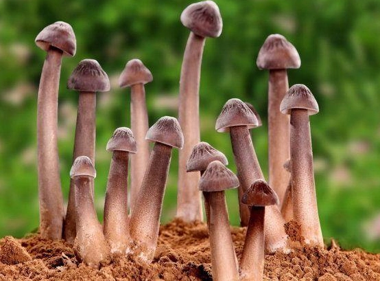 长根菇的功效作用 长根菇的吃法