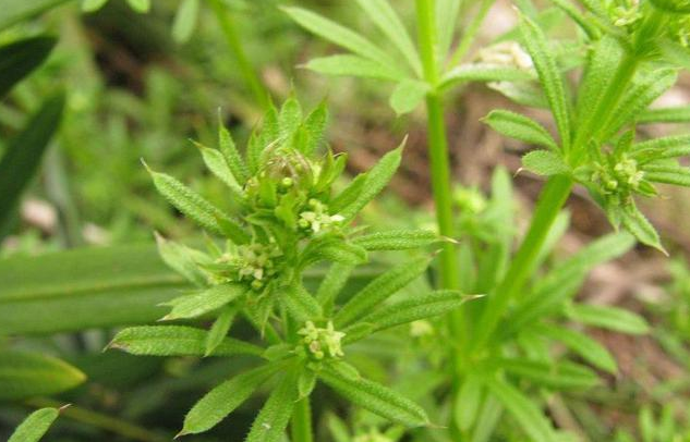 八仙草的功效与作用 八仙草的食用方法