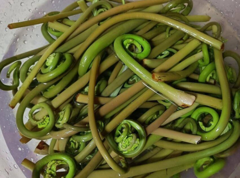 微菜大家吃过吗？对它了解吗？