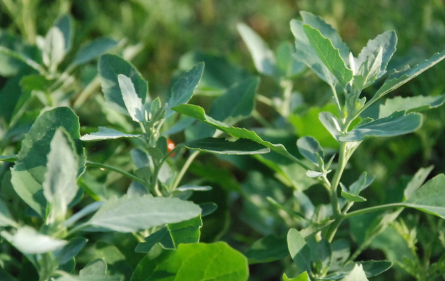 哪些野菜不能吃 吃,哪些野菜有毒呢?