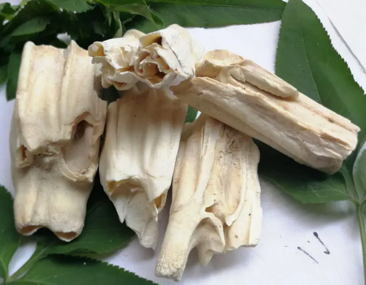 青龙齿的功效与作用 青龙齿的食用方法