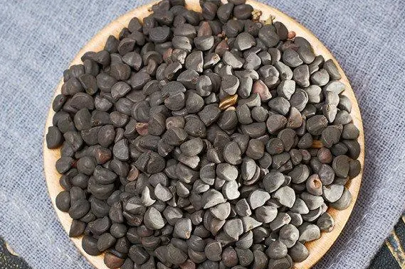 牵牛子的功效与作用 牵牛子的食用方法
