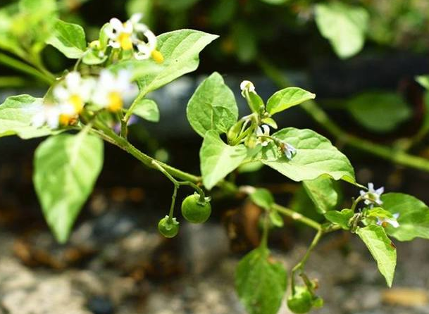 野辣椒草有什么功效 野辣椒草的药用价值