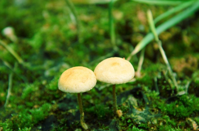 蘑菇和什么一起吃好 食用蘑菇的注意事项