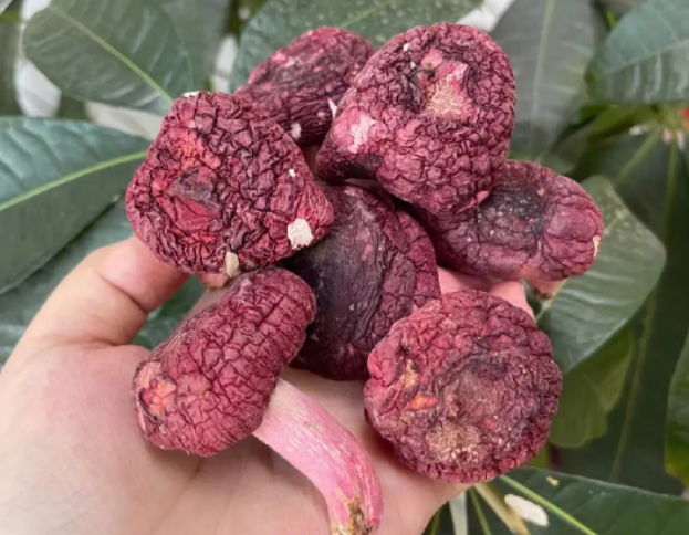红菇的营养价值与功效 红菇的食用方法