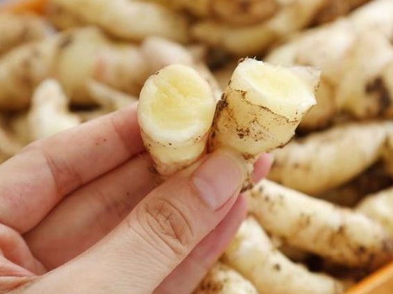 小黄姜跟普通姜的区别 食用小黄姜有什么禁忌