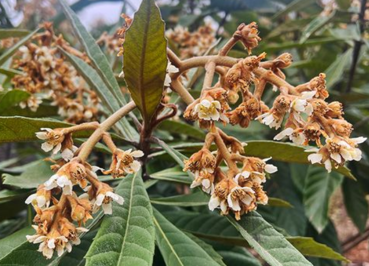 白枇杷花茶怎么泡好喝 白枇杷花茶的功效