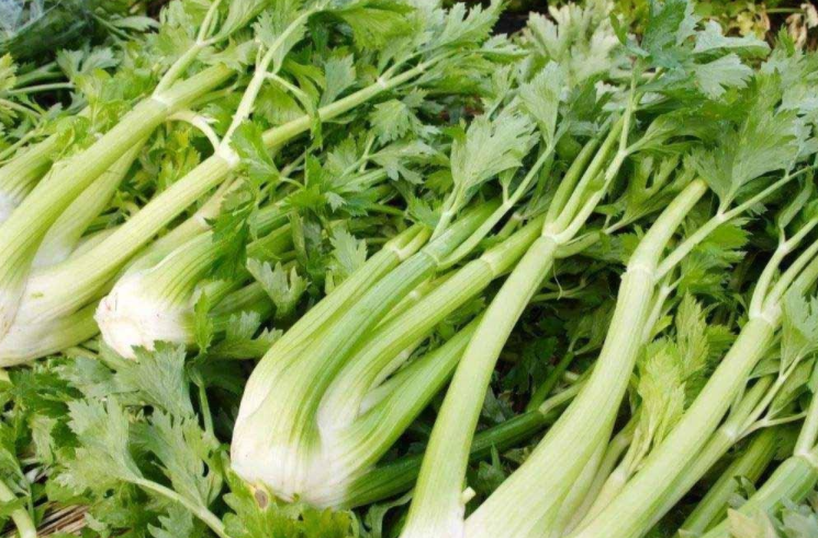 芹菜怎么做好吃 芹菜的功效与作用