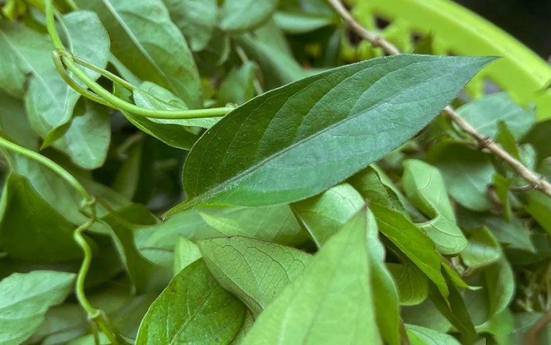 红鸡屎藤的功效与作用 红鸡屎藤的药用价值