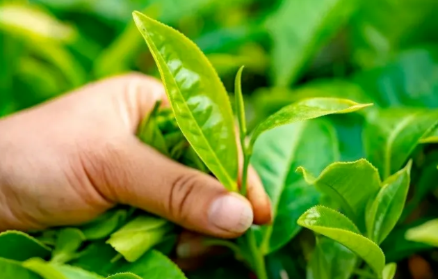 茶多酚的功效与作用 茶多酚的禁忌