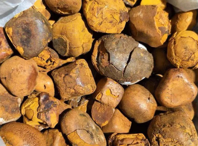 野生牛胆怎样吃 野生牛胆的食用方法