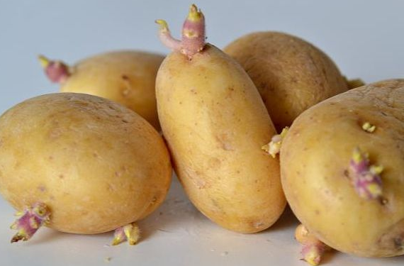发芽的土豆怎么处理 吃了发芽土豆怎么解毒