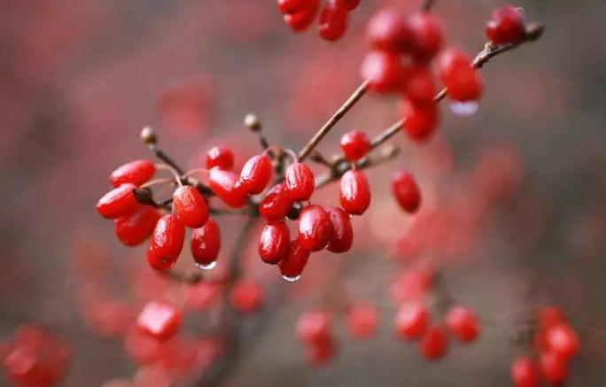 山茱萸可以直接吃吗 山茱萸的正确食用方法