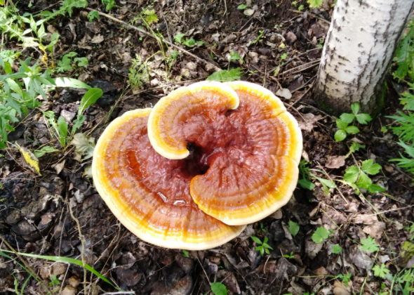 木灵芝的功效与作用 木灵芝的食用方法