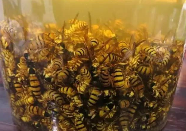 黄蜂酒的功效与作用 黄蜂酒的药用价值