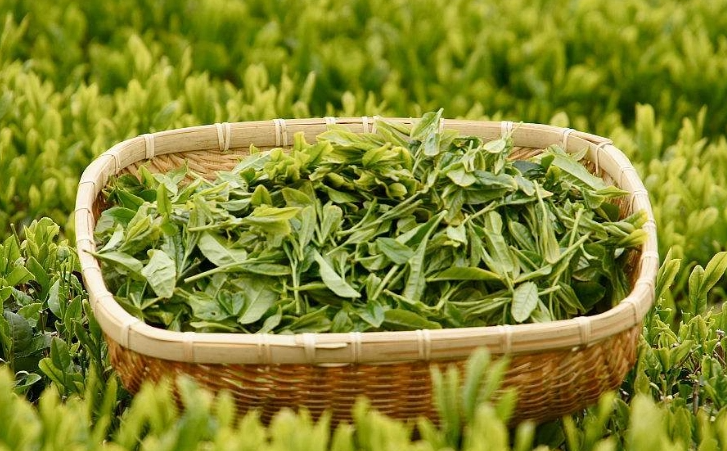 高山茶属于什么茶 高山茶知识介绍