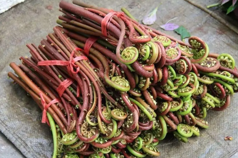 野菜的种类及名称 常见的野菜有哪些