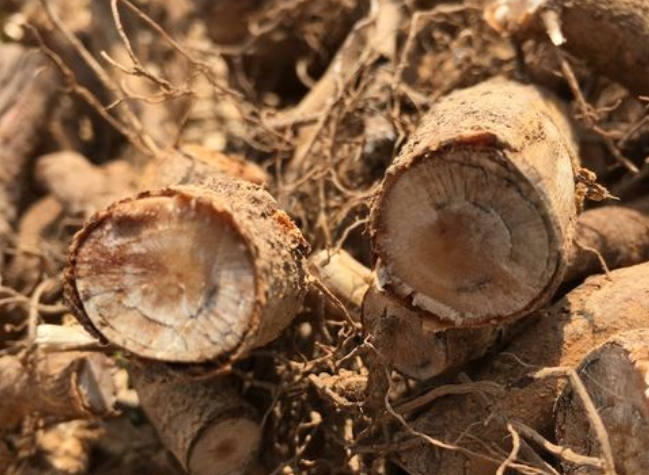 野胡椒根的功效与作用 野胡椒根的药用价值