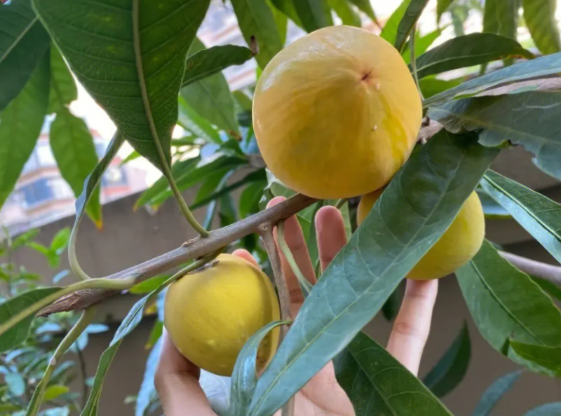 鸡蛋果的功效与作用 鸡蛋果应该怎么吃