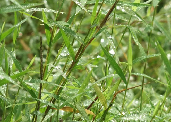 金丝草的功效与作用 金丝草的药用价值