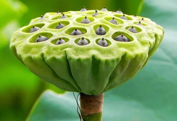 莲蓬泡水的功效与作用 莲蓬泡水的正确方法