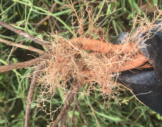 红草根的功效和作用 红草根的食用禁忌