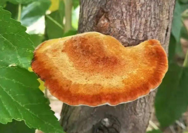 桑黄的功效和作用 如何正确使用桑黄