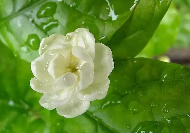 茉莉花的功效与作用 茉莉花的用法用量