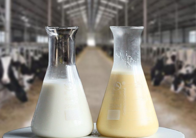 澳洲牛初乳晒单(试用澳洲牛初乳的用户分享心得)