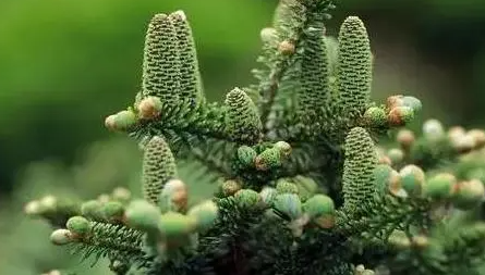 碧萝芷的功效与作用(碧萝芷的用处与奇效)
