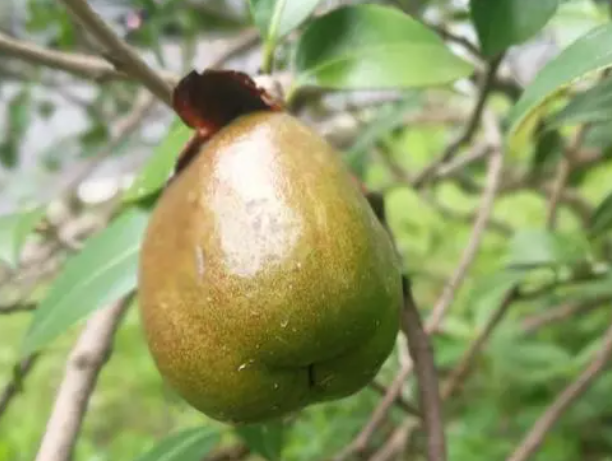 茶果的作用与功效(茶果的益处与功效)