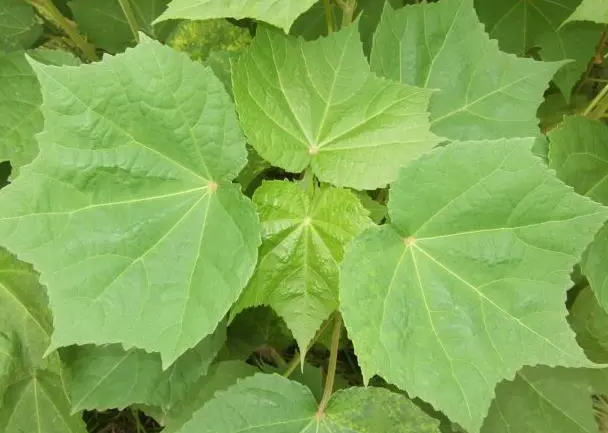鞭蓉叶功效(鞭蓉叶的奇妙功效)