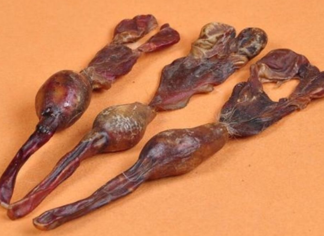 狗鞭提取物功效(狗鞭提取物提供多种生物活性的帮助)