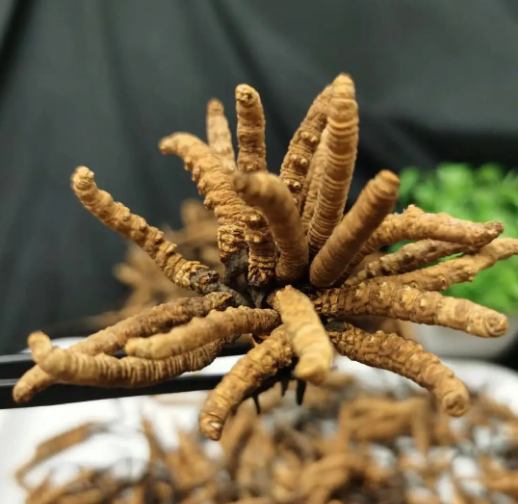 [解读] 冬虫夏有什么功效,带你揭秘虫草的逆天功效
