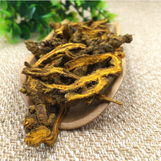 黄连的功效与作用及食用方法（黄连的功效与作用及食用方法图片）