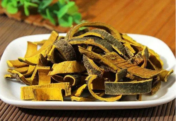 黄柏的作用与功效（中药黄柏的作用与功效）